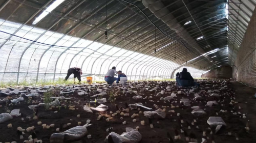 河滩地上的菌菇奇迹