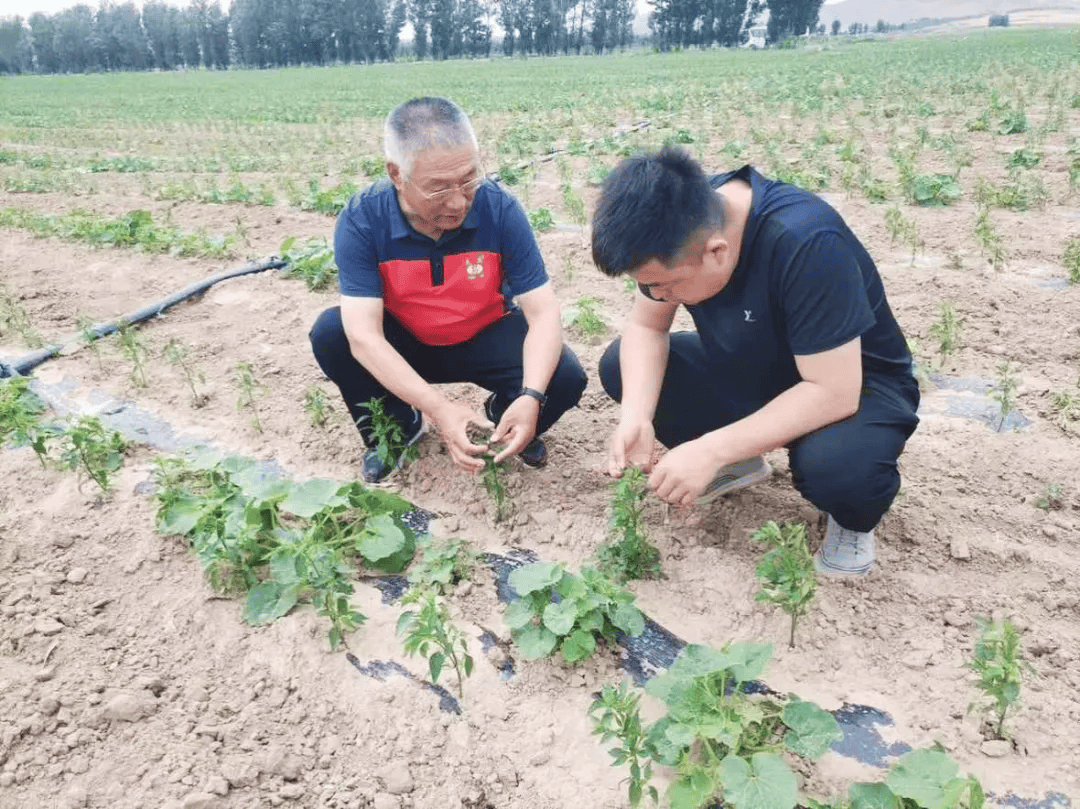 乡合：技术赋能套种难题，精准服务赢得信赖