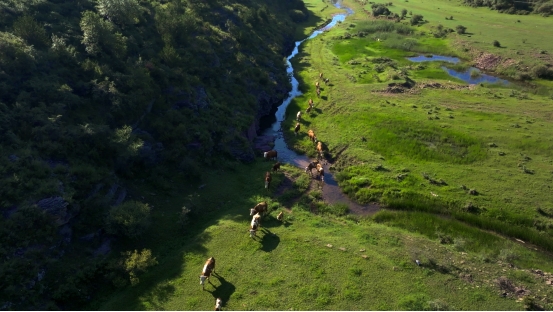 和顺肉牛：以生态为基  谱写乡村振兴”牛”篇章