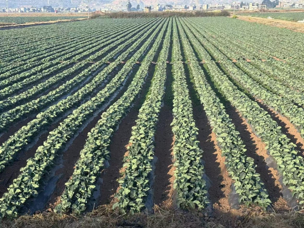 万亩基地，全球冷链：富颢农业科技（云南）有限公司打造西兰花出口新标杆